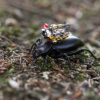 华盛顿大学的研究人员开发出了可以附着在昆虫背面的微型机器人摄像机