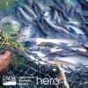 美国农业部和HeroX发起挑战 保护Natural鱼的天然风味