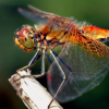 蜻蜓技术可提供精确的准确性和超快的速度